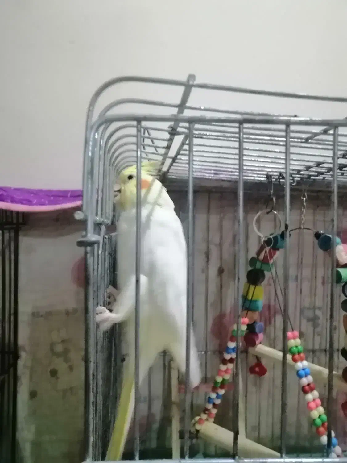 عروس هلندی نر و ماده لوتینو زرد|پرنده|بندر امام خمینی, |دیوار