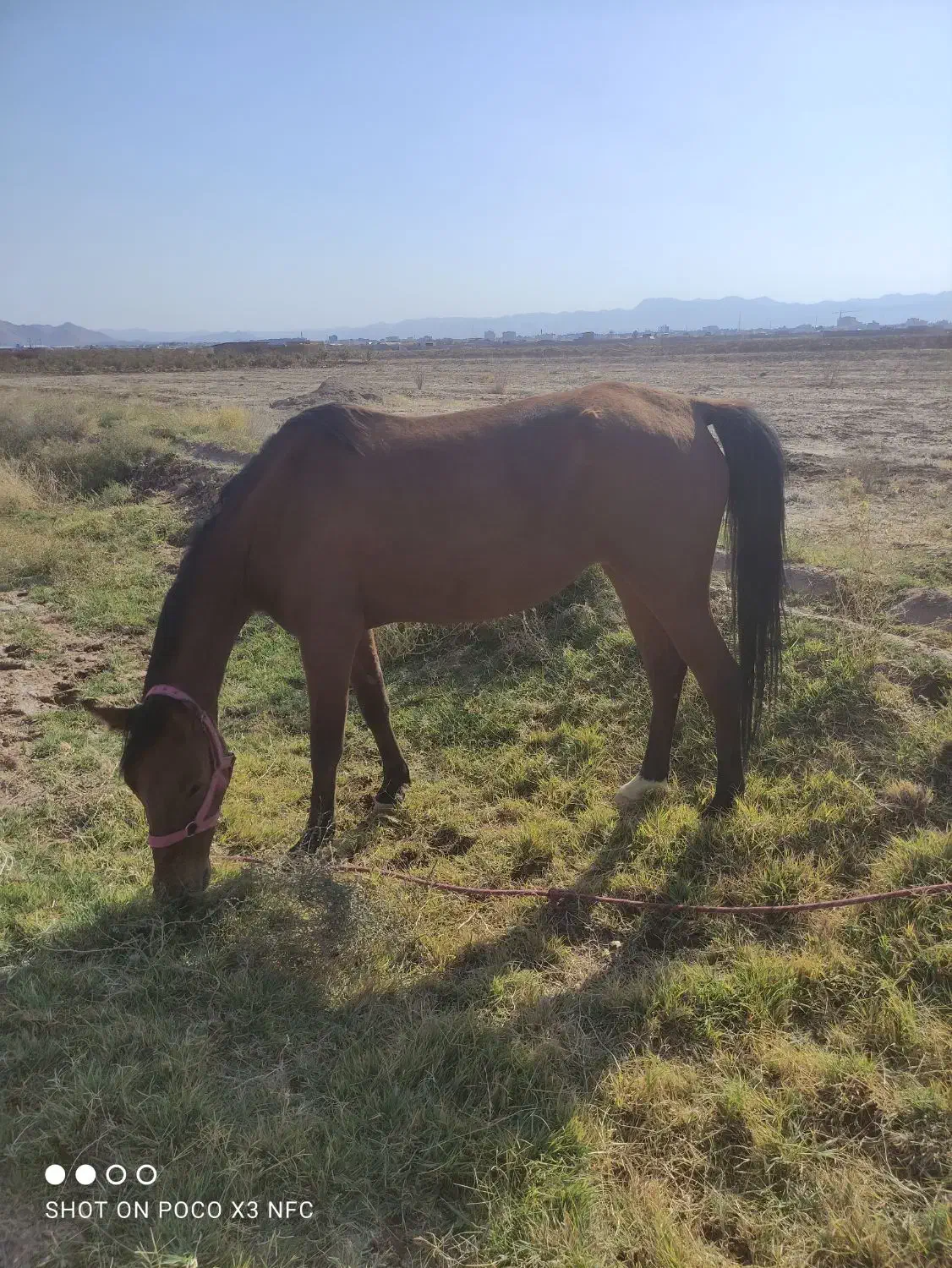 اسب ترکمن|اسب و تجهیزات اسبسواری|قائن, |دیوار