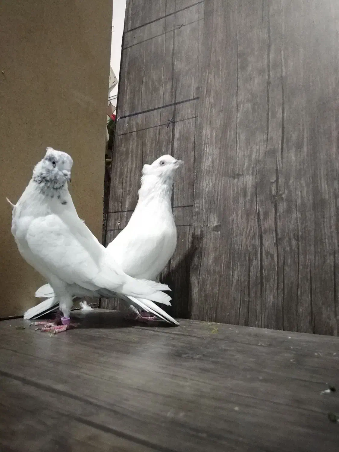 کبوتر|پرنده|هرسین, |دیوار