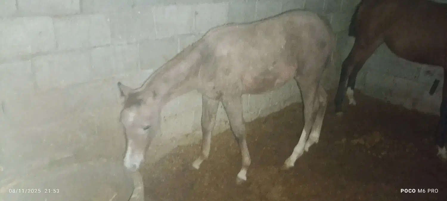 کری عرب وارداتی|اسب و تجهیزات اسبسواری|لنجان, |دیوار