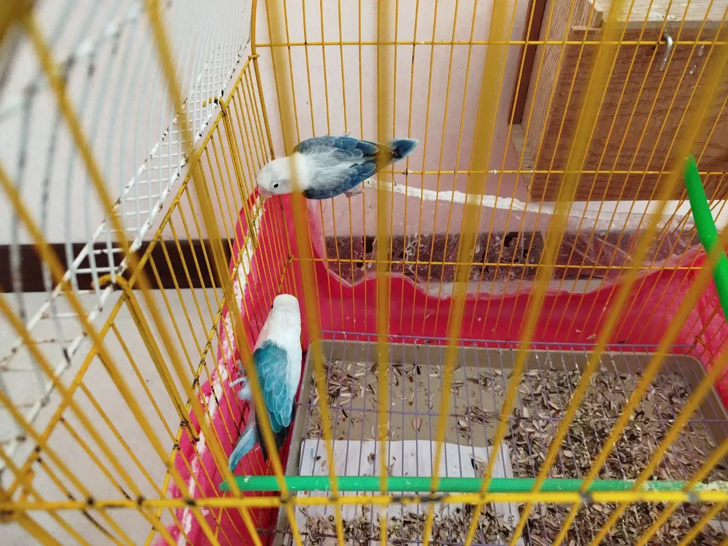 طوطی کوتوله رنگ خاص|پرنده|زاهدان, |دیوار