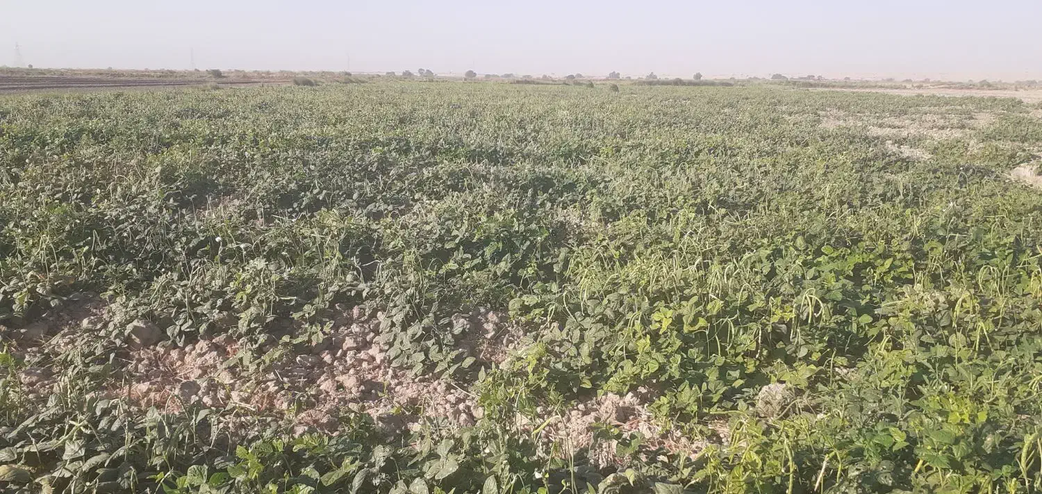 لوبیا سبز وخشک|خوردنی و آشامیدنی|اهواز, کوی طلاب|دیوار