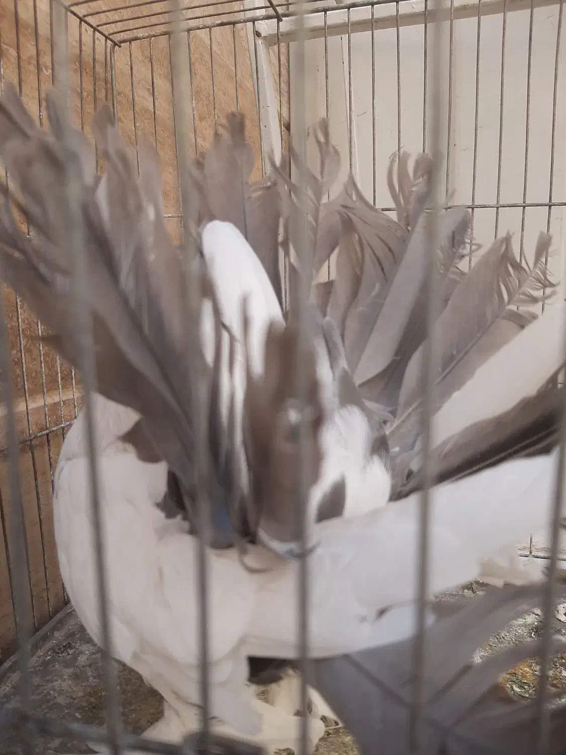 چتری و رواعب|پرنده|قم, حنیف نژاد|دیوار