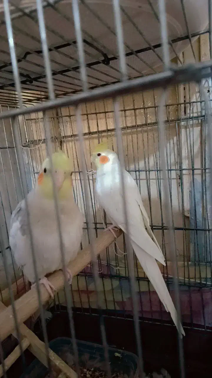 عروس هلندی جوان ۴ کلمه صحبت میکنه|پرنده|بندر امام خمینی, |دیوار