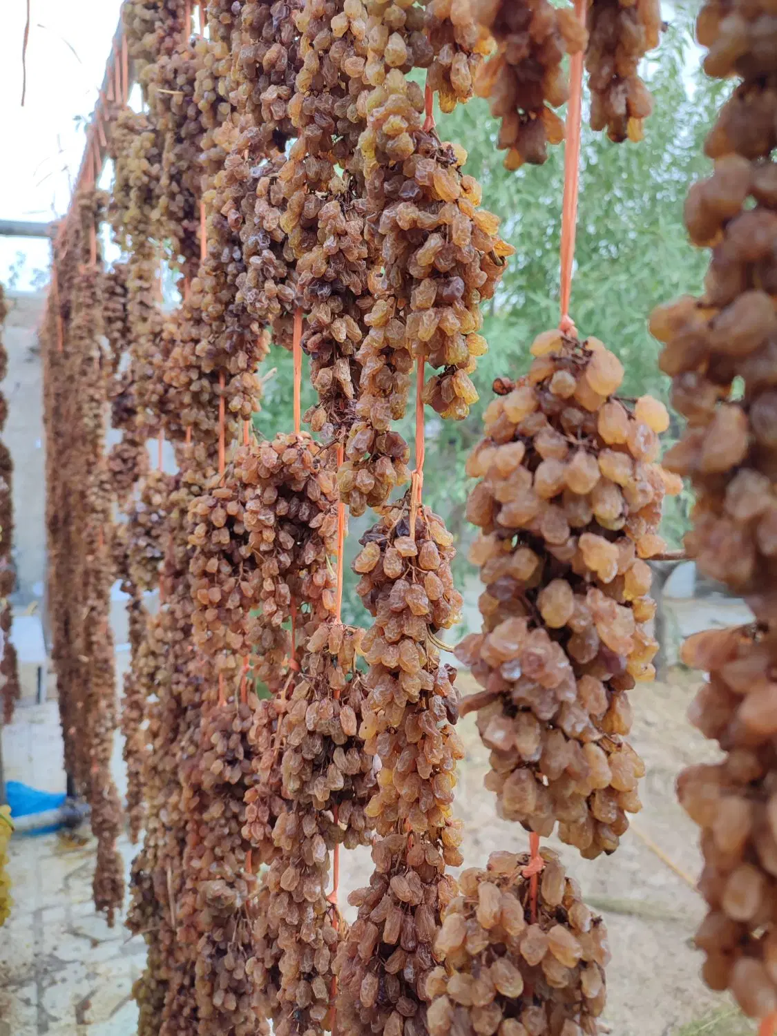 کشمش شغاری و شیره انگور خراسان شمالی|خوردنی و آشامیدنی|تهران, شهرک آزمایش|دیوار