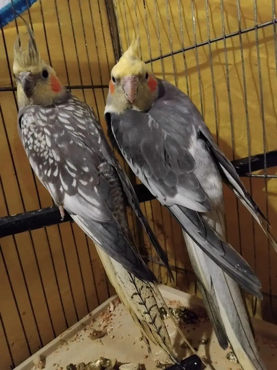 پرنده|پرنده|محمدشهر, محمدشهر|دیوار