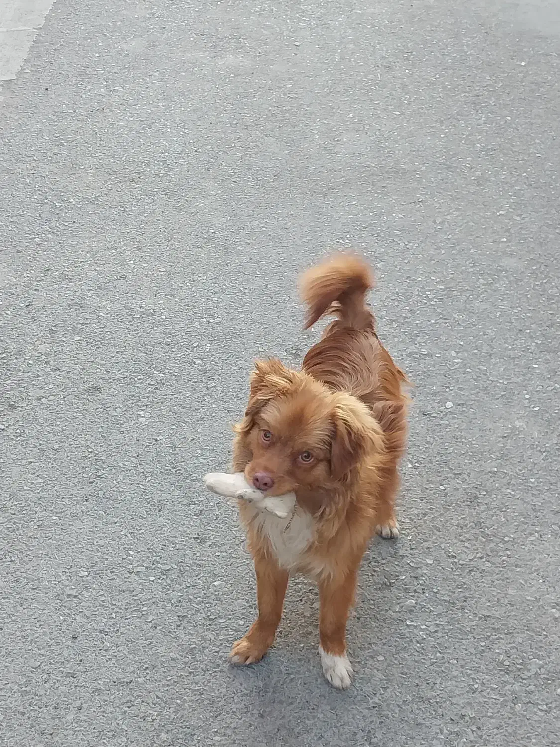 سگ پامر خرسی|سگ|کرج, احدآباد|دیوار