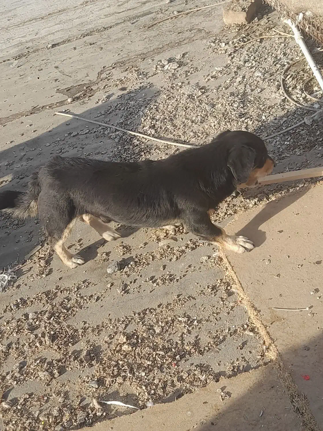 سگ پاکوتاه|سگ|تهران, نعمت‌آباد|دیوار