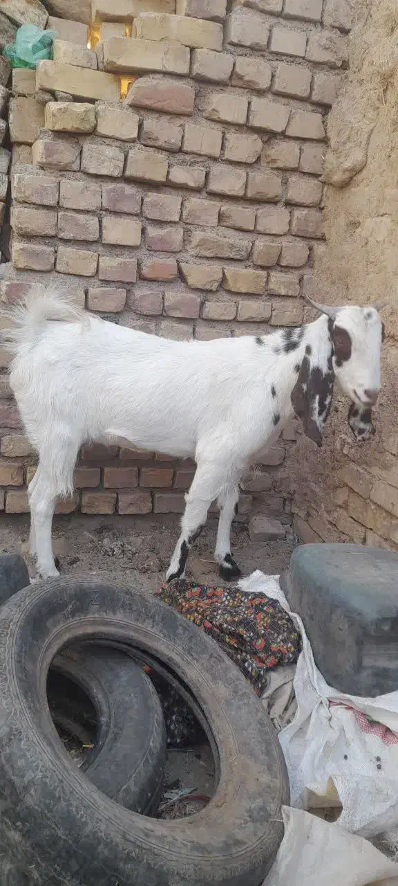 کولار آبستن|حیوانات مزرعه|فردوس (خراسان), |دیوار