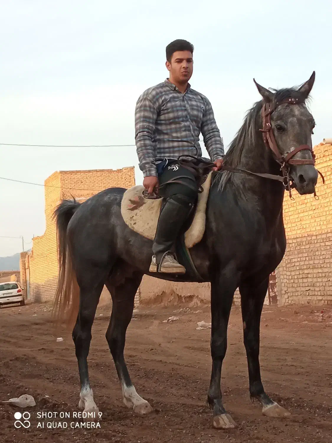 نریان ترکمن و کره نریان ترکمن|اسب و تجهیزات اسبسواری|کاشمر, |دیوار