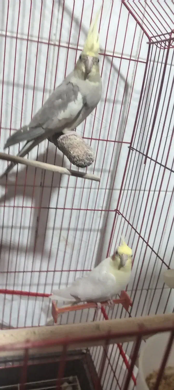 عروس هلندی|پرنده|اسفراین, |دیوار