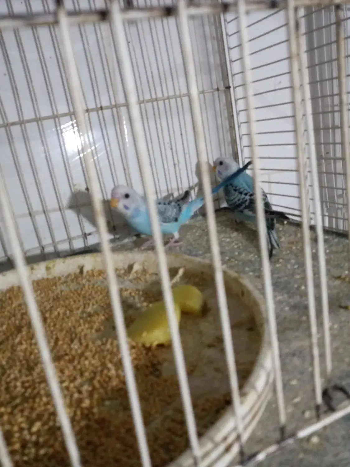 مرغ عشق|پرنده|تربت جام, معدآباد|دیوار