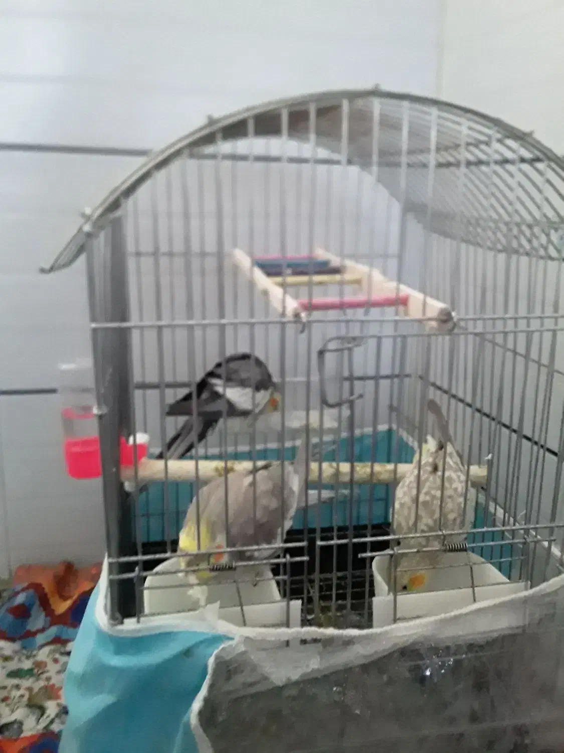 عروس هلندی|پرنده|طبس, |دیوار