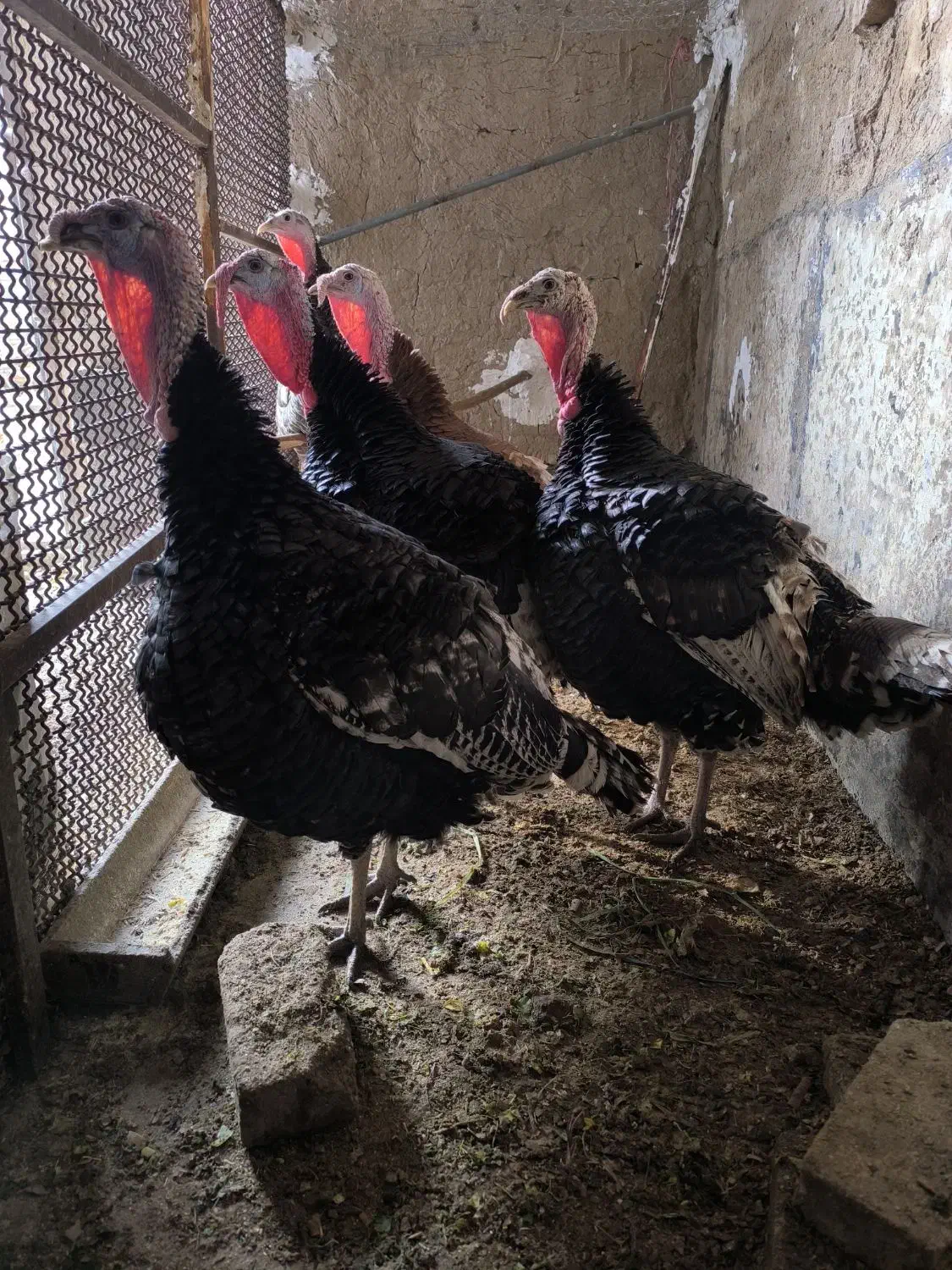 فروش بقلمون نر و ماده|حیوانات مزرعه|تویسرکان, |دیوار