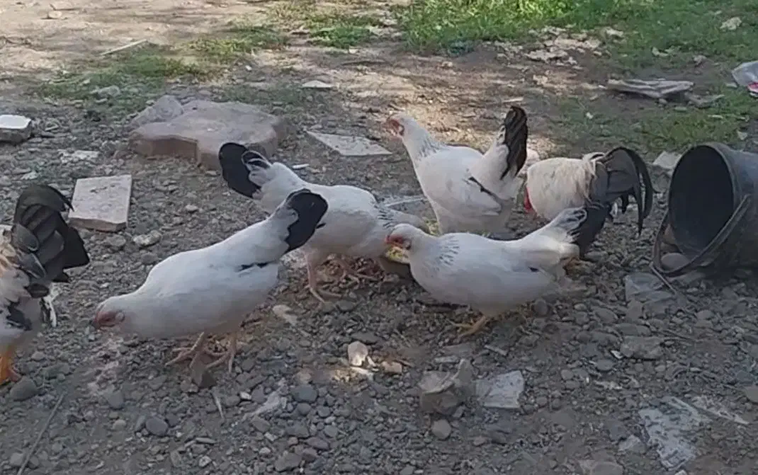 مرغ خروس مینیاتوری|حیوانات مزرعه|رشت, خرسندی|دیوار