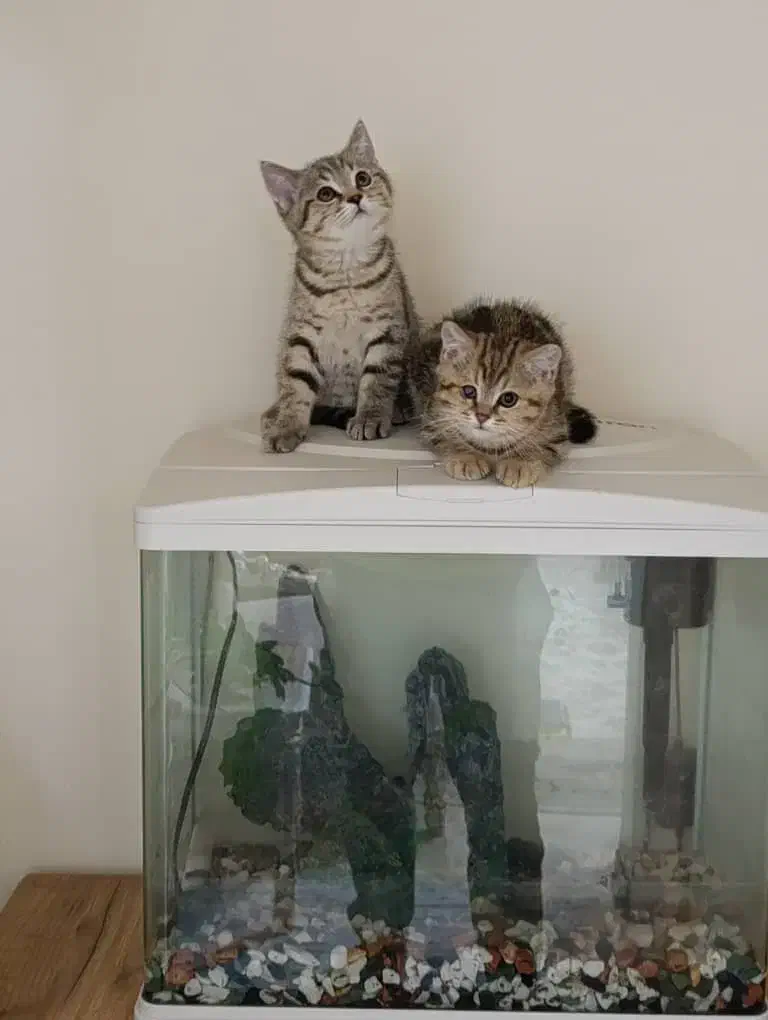 گربه اسکاتیش|گربه|تهران, مولوی|دیوار