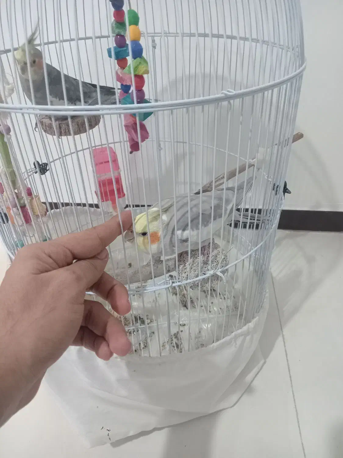 جفت عروس هلندی با قفس|پرنده|تهران, نیروی دریایی|دیوار