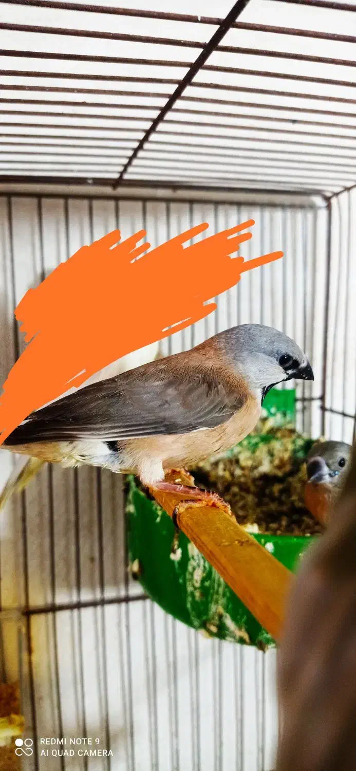 فنچ کراواتی و گلدین|پرنده|برازجان, |دیوار