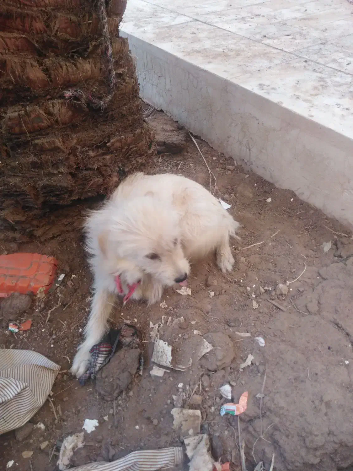 سگ ماده|سگ|اردکان, |دیوار