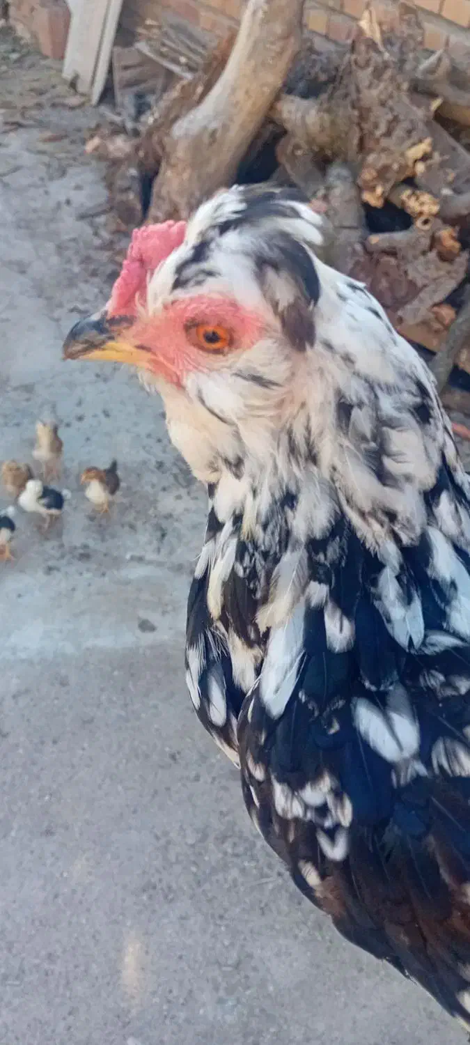 مرغ گلین خال سوزنی|حیوانات مزرعه|خان ببین, |دیوار