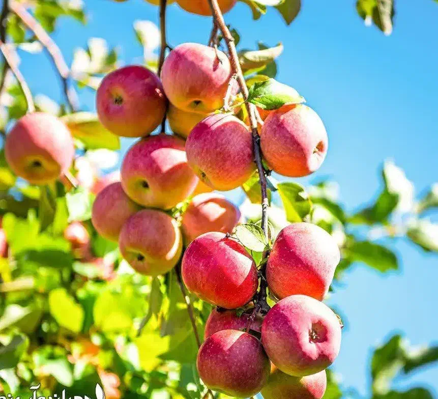 ارائه و تولید نهال سیب قرمز مراغه|خدمات باغبانی و درختکاری|خلخال, |دیوار