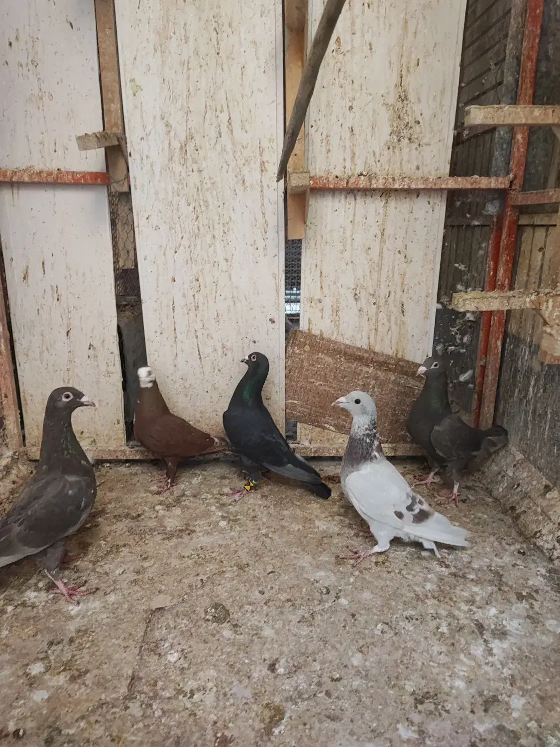 پنج عدد ماده|حراج|لار, |دیوار