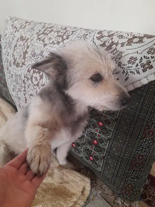 واگذاری سگ تربیت شده|سگ|فردیس, فردیس|دیوار