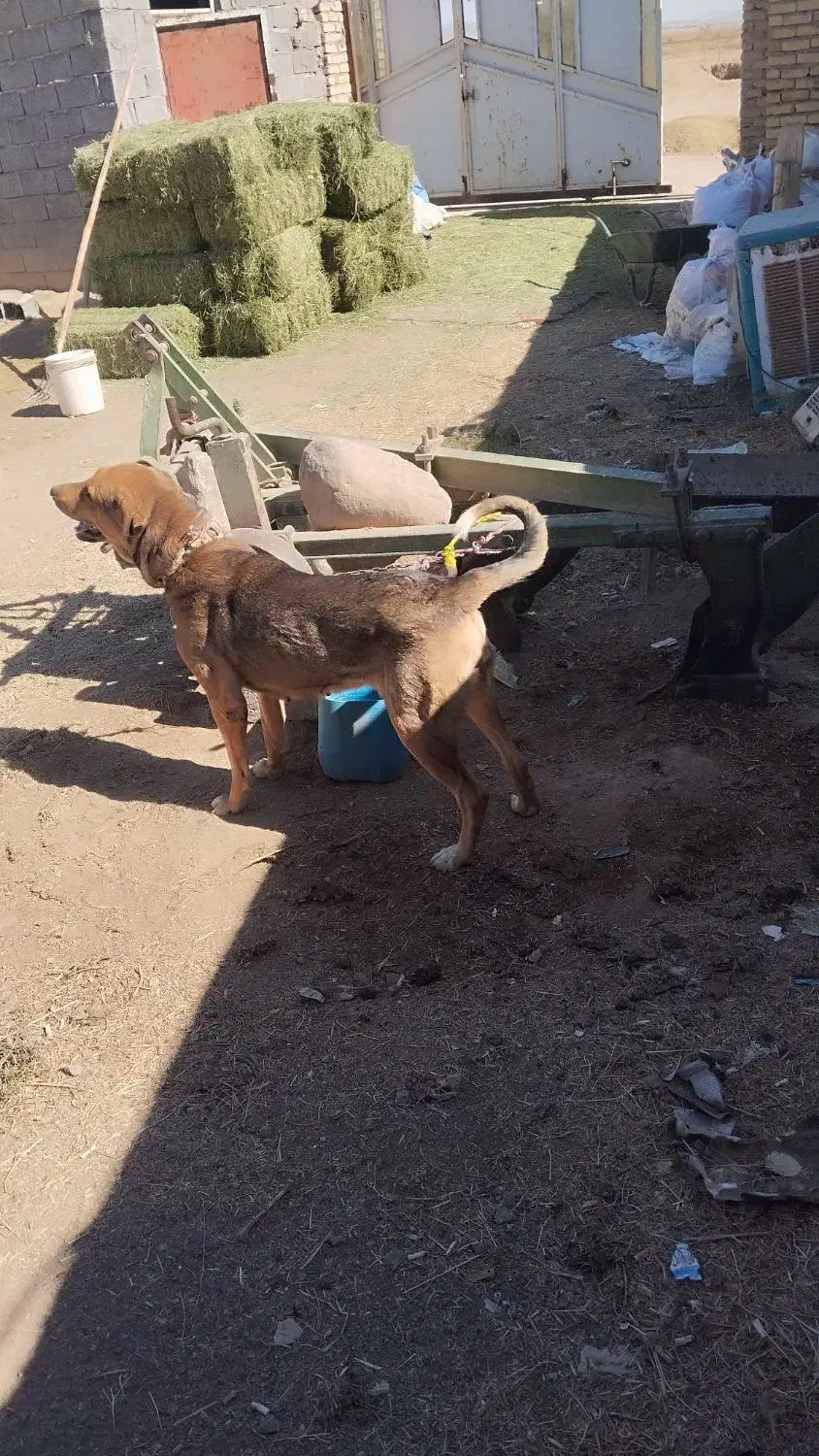 سگ عراقی|سگ|معصومیه, |دیوار