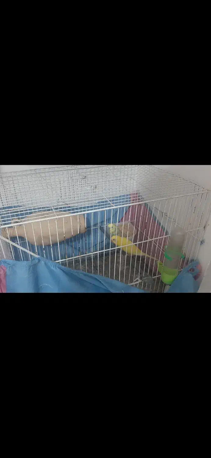 مرغ عشق|پرنده|کاشمر, |دیوار