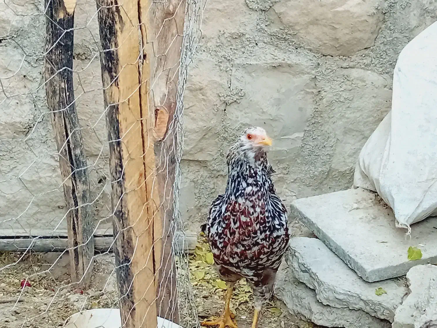 بوقلمون و خروس|حیوانات مزرعه|سیوان, |دیوار