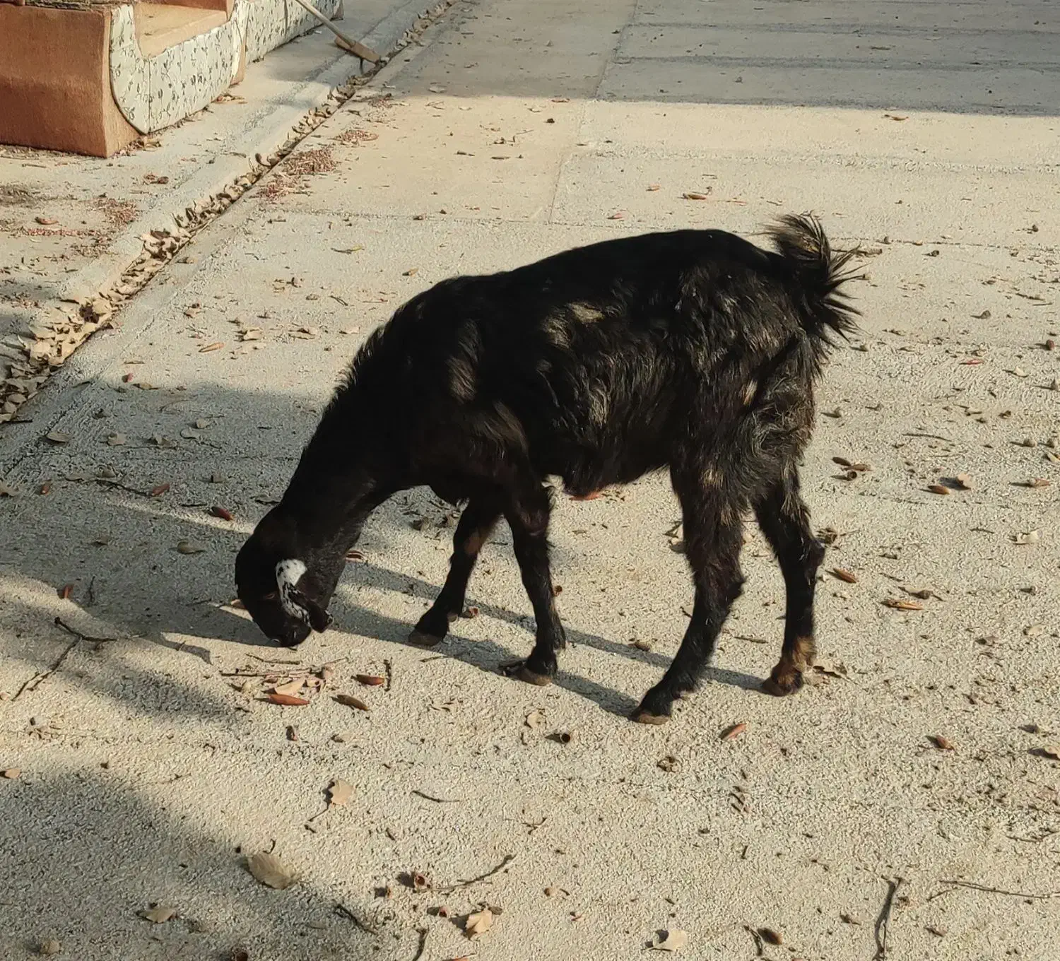 بز دوقلو زا نژاد دار یکماه ابستن|حیوانات مزرعه|ایلام, |دیوار