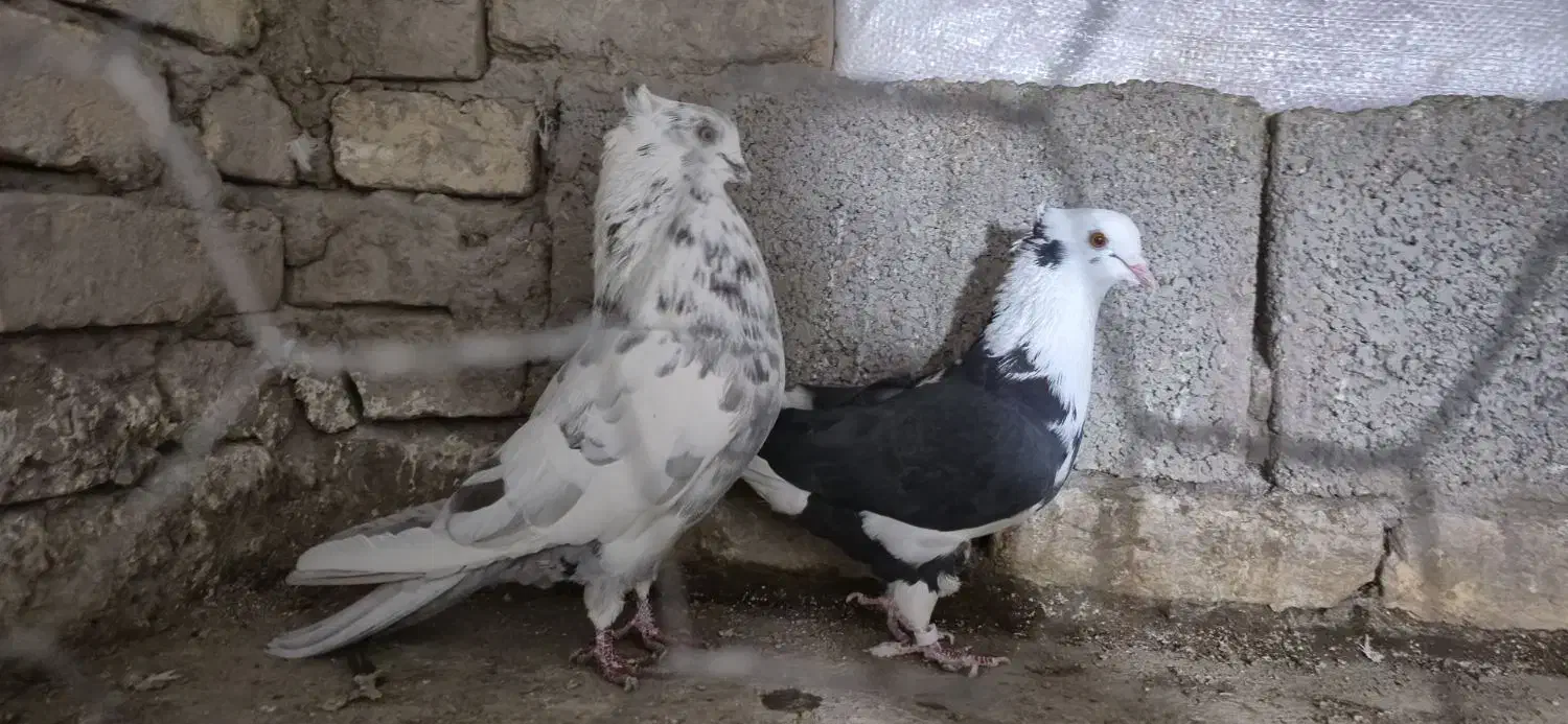 کبوتر ابلاغ|پرنده|تبریز, |دیوار