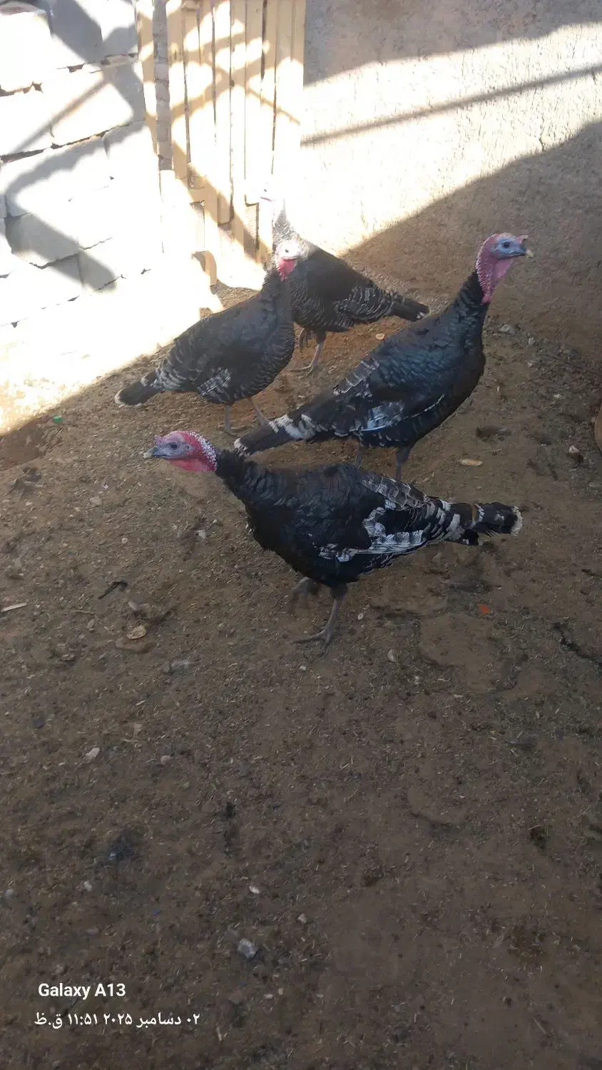 ۴عدد بقلمون دونر ودوماده|حیوانات مزرعه|تربت جام, میان جام|دیوار