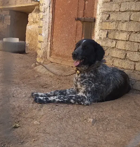 توله لاس روزگاری ۹ ماه|سگ|خنجین, |دیوار