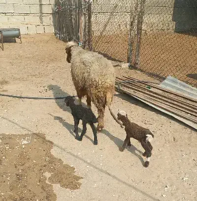 میش دوقلو با دو بره نر|حیوانات مزرعه|برازجان, |دیوار