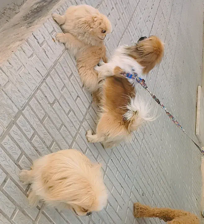 سگ پیکینیز|سگ|کرمان, |دیوار