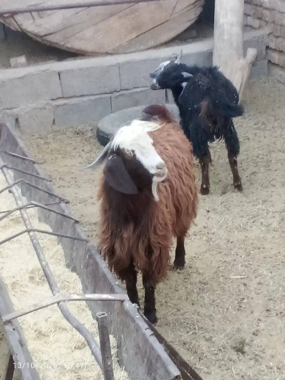 بزغاله|حیوانات مزرعه|قائن, |دیوار