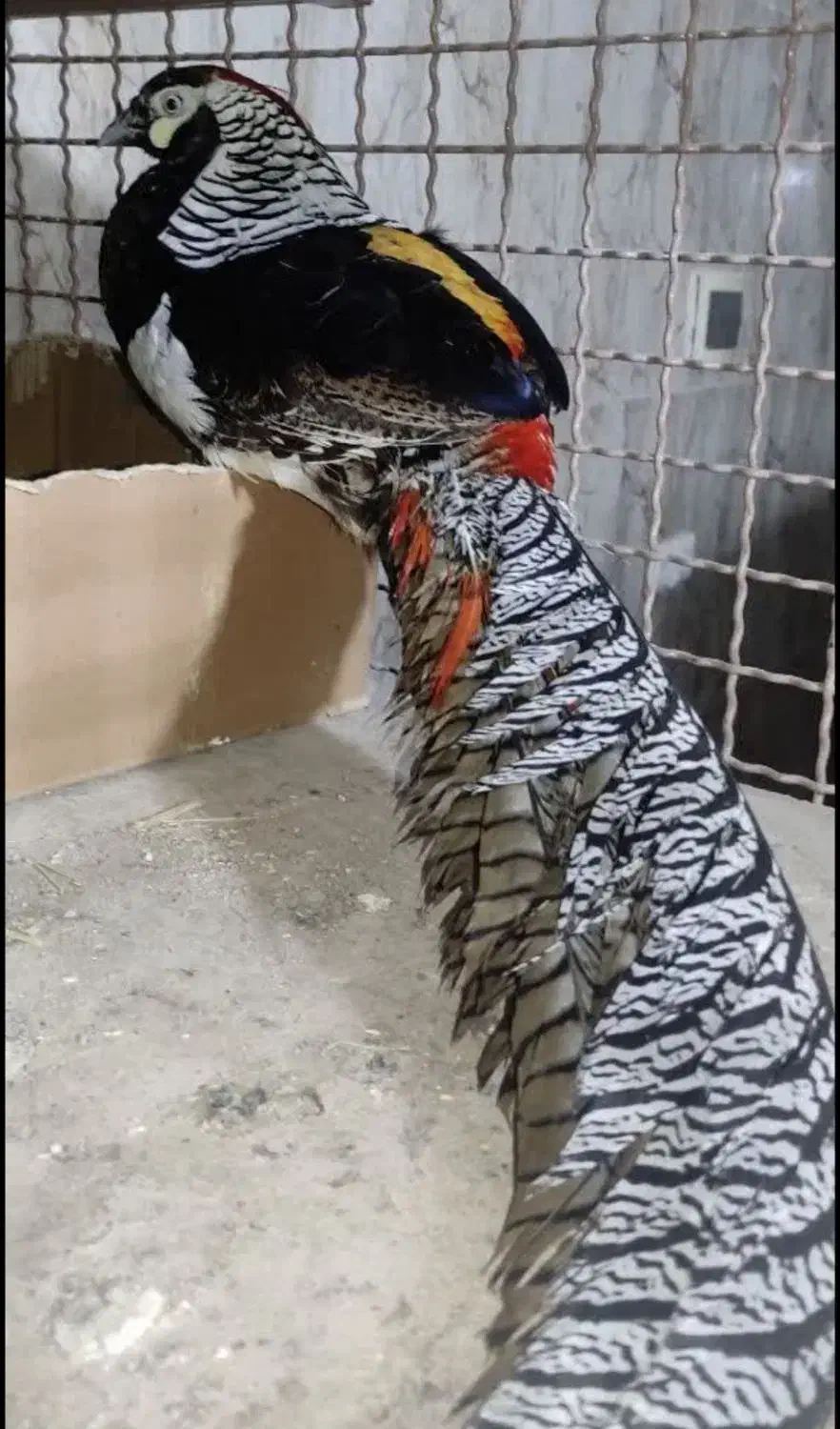 طاووس مصری و تیرنگ بلژیکی|حیوانات مزرعه|سبزوار, صالح آباد|دیوار