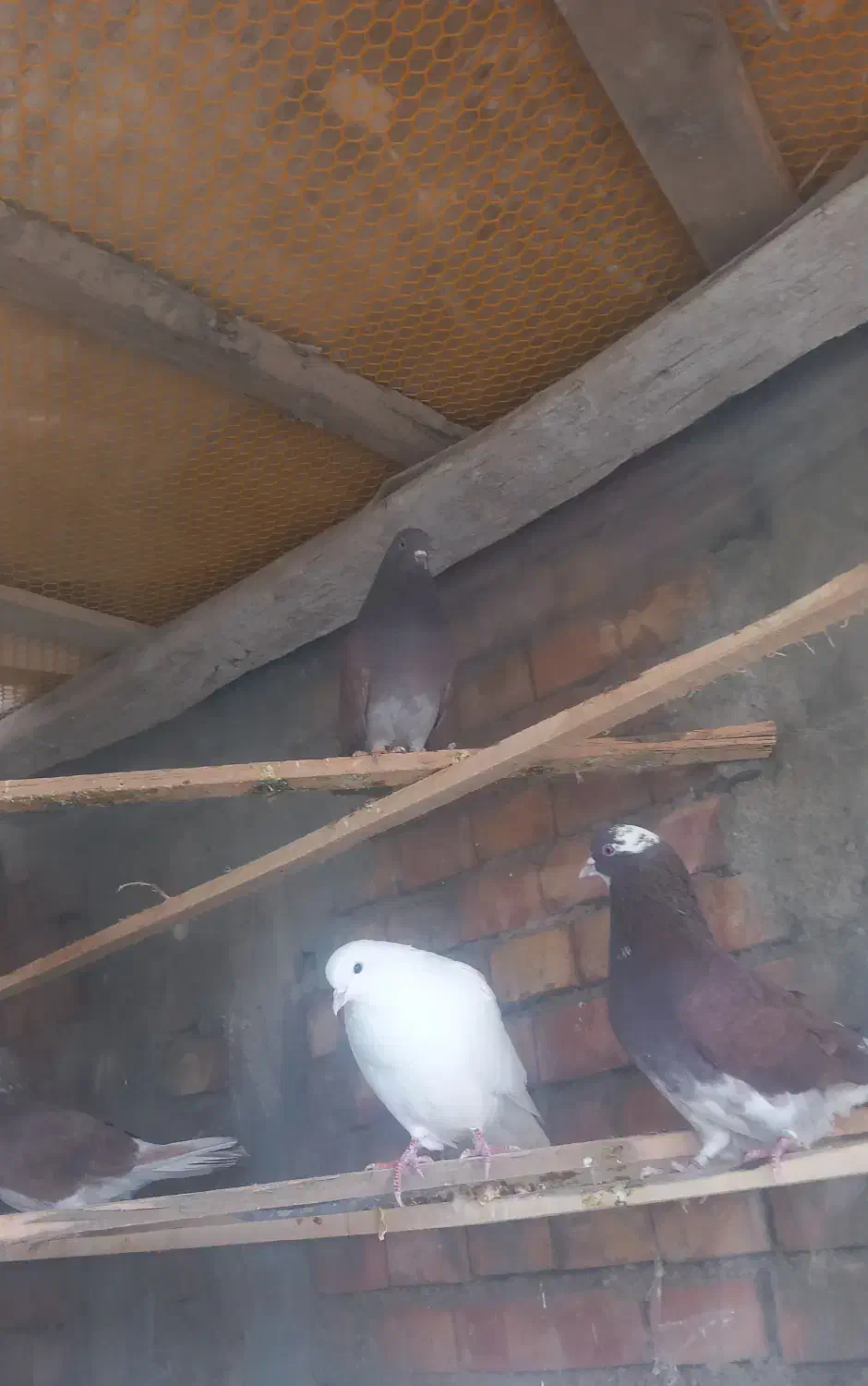 کبوترگرفتنی|پرنده|پیرانشهر, |دیوار