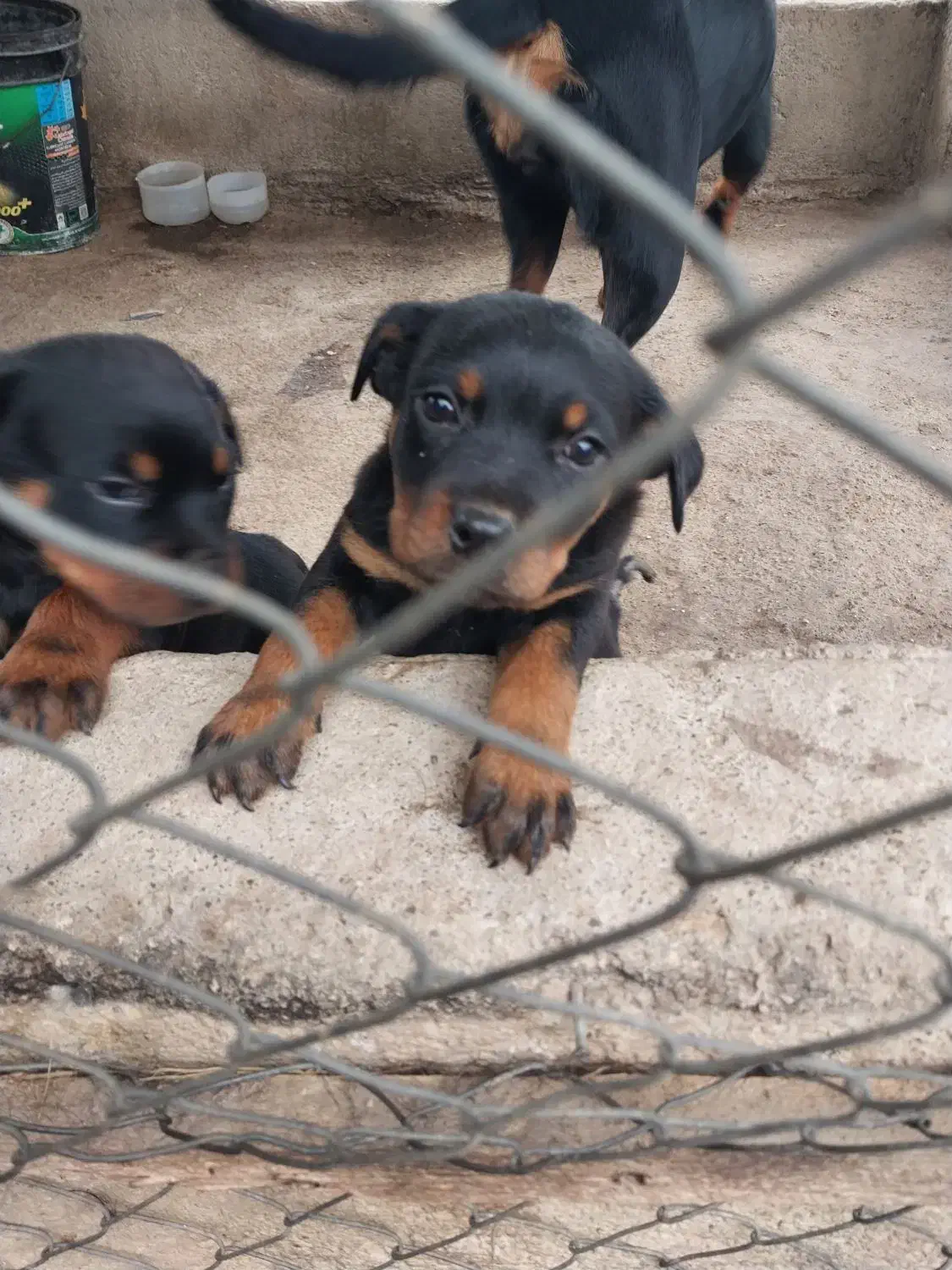 توله روتوایلر معاوضه با شاه طوطی|سگ|قائمشهر, |دیوار