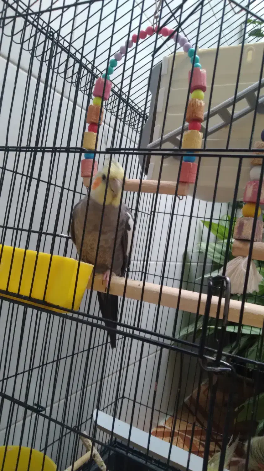 عروس هلندی، طوطی|پرنده|صحنه, |دیوار