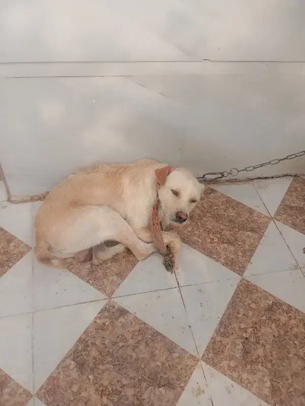 سگ .|سگ|خرمشهر, |دیوار