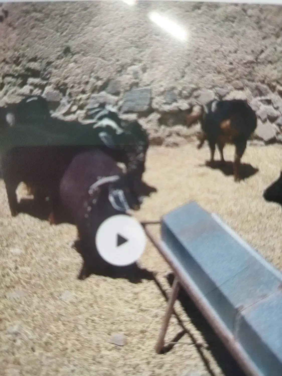 تعدادی بز و بزغاله فروشی سربیشه|حیوانات مزرعه|سربیشه, |دیوار