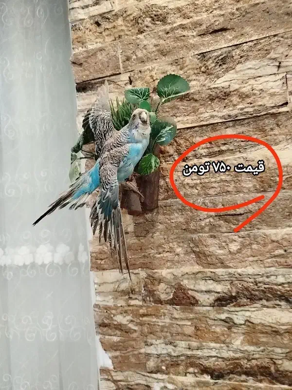 دکوری و مجسمه خونه هاتونو خاص و زیبا کنید|مجسمه، تندیس، ماکت|رشت, کوی عرفان|دیوار