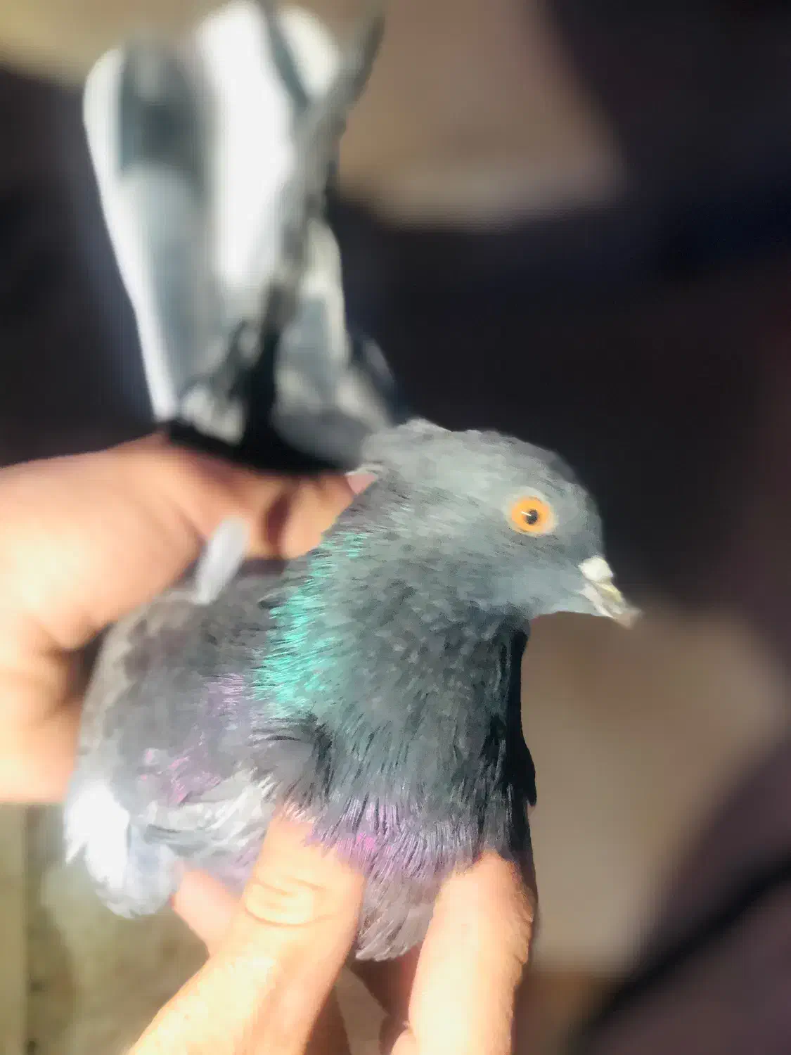 کبوتر|پرنده|نوشین شهر, |دیوار