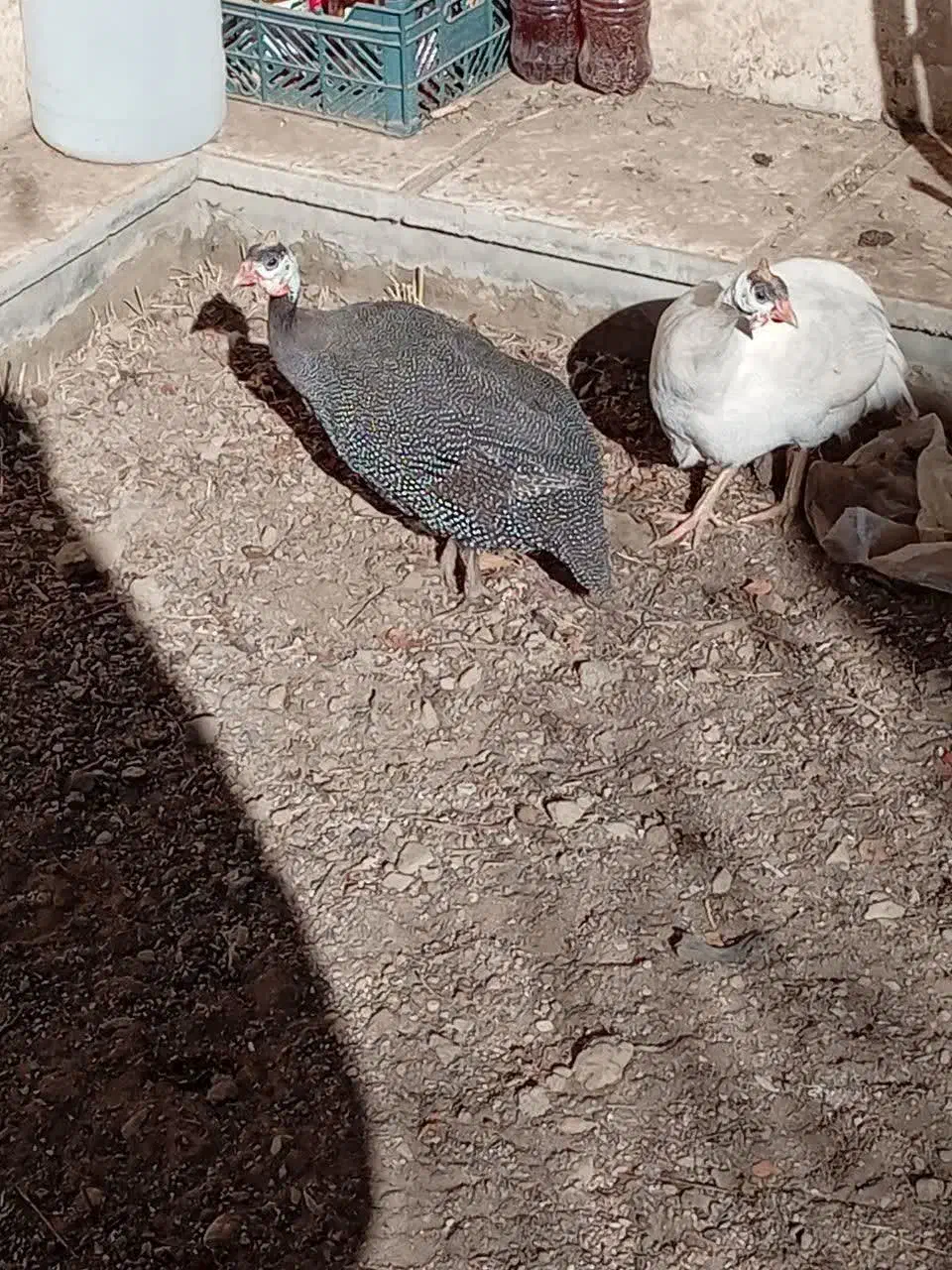 مرغ شاخدار تخم گذار|حیوانات مزرعه|مشهد, شهرک امام هادی (شهرک غرب)|دیوار