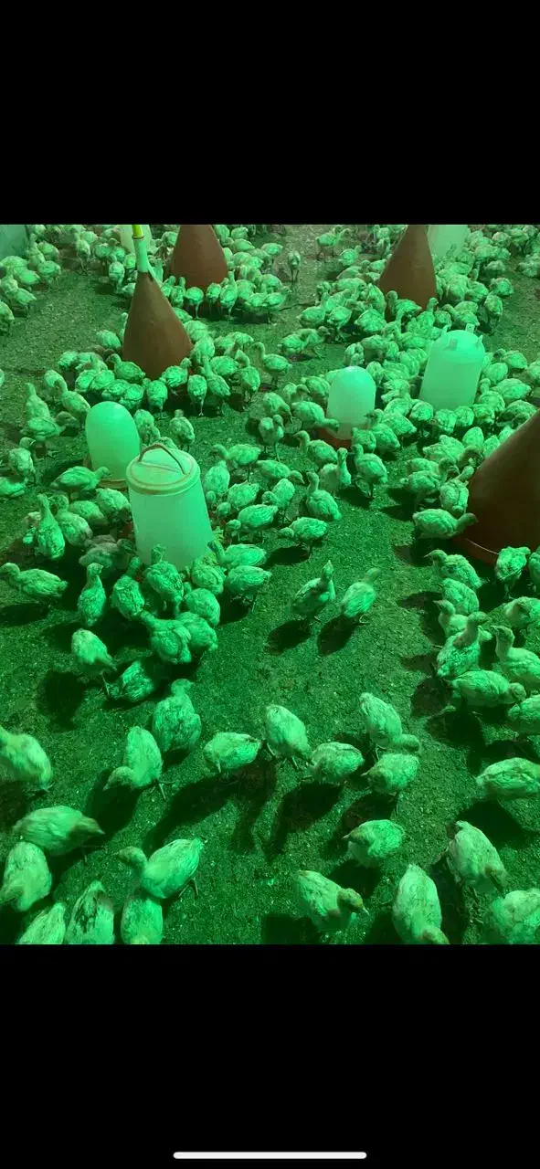 جوجه بوقلمون بیوتی۶ زرین|حیوانات مزرعه|شیراز, بازار|دیوار