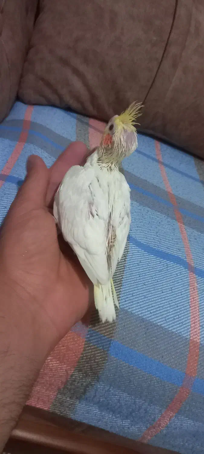 جوجه عروس هلندی لوتینو سرلاکی|پرنده|باقرشهر, |دیوار