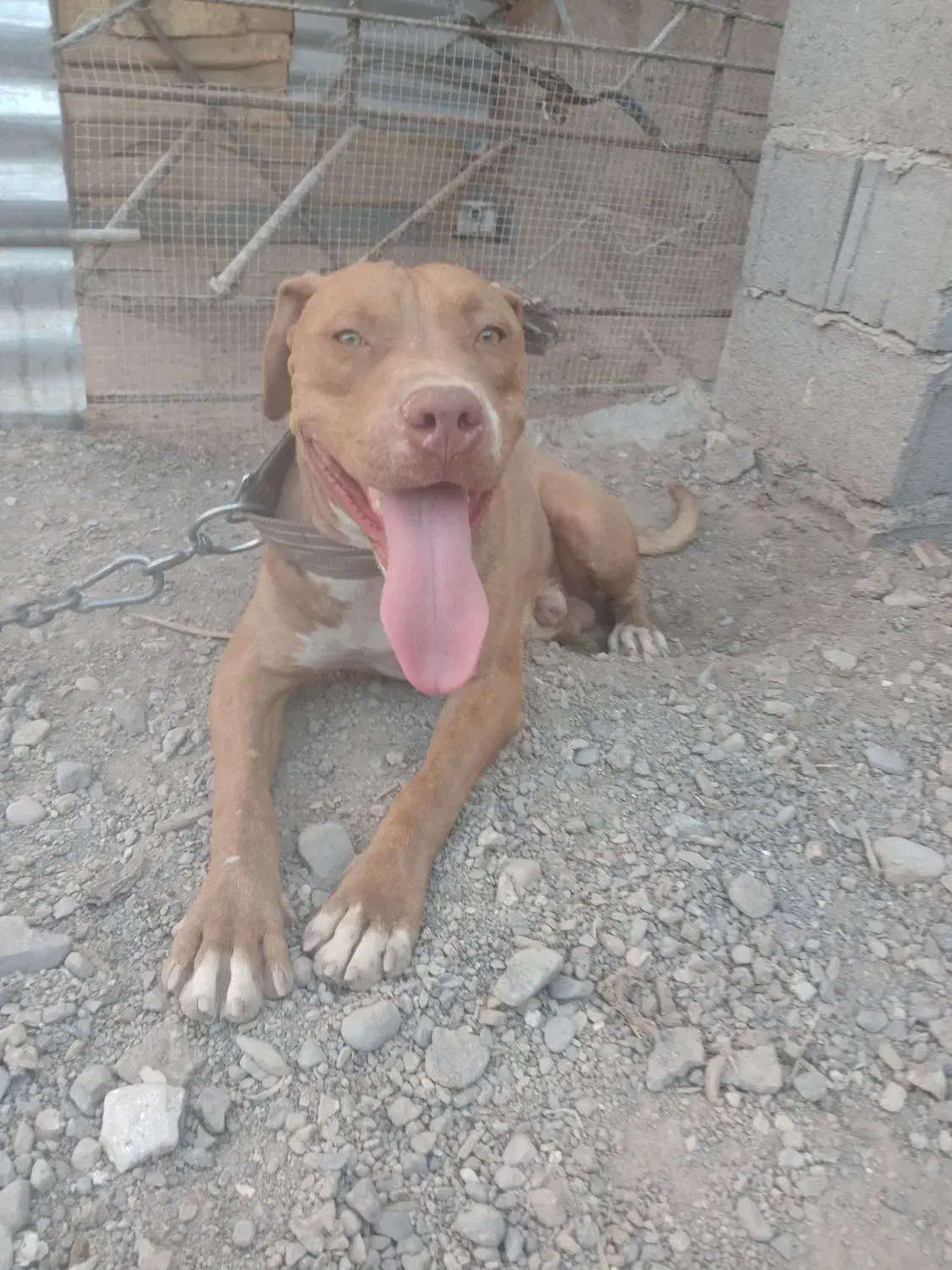 پیت بول نر ،هنوز دوساله نشده|سگ|نگار, |دیوار