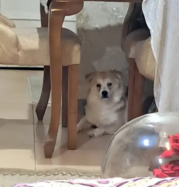 سگ اشپتیز|سگ|رشت, علی آباد|دیوار